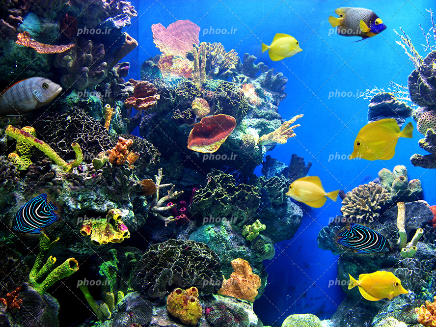 عکس با کیفیت صخره های مرجانی و گیاهان دریایی در اعماق دریا و ماهی های رنگارنگ زیبا در حال شنا