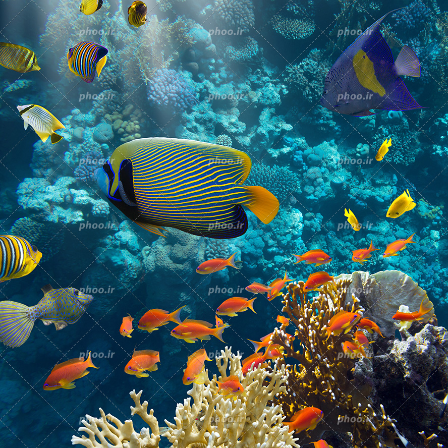 عکس با کیفیت ماهی های نارنجی و ماهی های بزرگ راه راه و ماهی های کوچک زرد در اعماق دریا در حال شنا