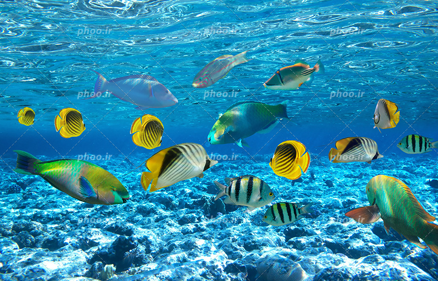 عکس با کیفیت سنگ های بزرگ و کوچک در کف اقیانوس و ماهی های رنگارنگ در حال شنا