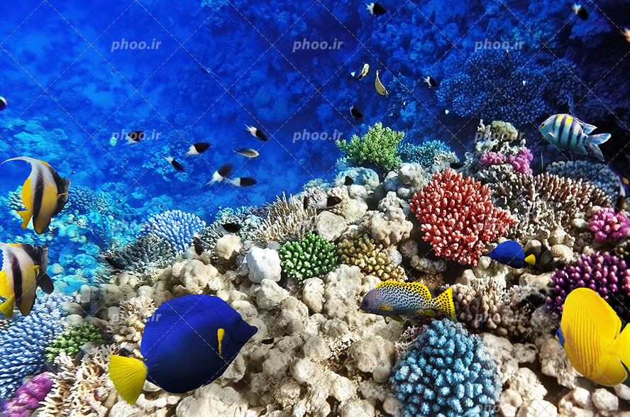 عکس با کیفیت روییدن گیاهان دریایی در بین صخره های مرجانی و ماهی های رنگارنگ در حال شنا در اقیانوس