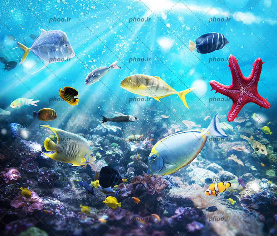 عکس با کیفیت ستاره دریایی چسبیده به دیوار آکواریوم بزرگ و ماهی های رنگارنگ در حال شنا و صخره های سنگ در کف آب