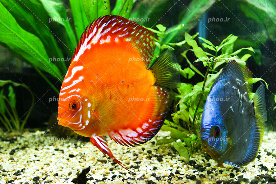 عکس با کیفیت دو ماهی زیبا به رنگ قرمز و آبی در کنار گیاهان دریایی از نمای نزدیک