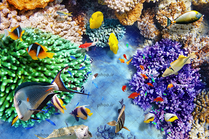 عکس با کیفیت ماهی های کوچک و بزرگ در حال شنا در آکواریوم بزرگ و صخره های مرجانی و گیاهان دریایی در کف آب