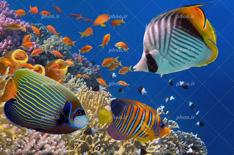عکس با کیفیت ماهی با طرح های زیبا بر روی بدنشان و رنگ های زیبا در حال شنا در اقیانوس و مرجان های دریایی در کف دریا