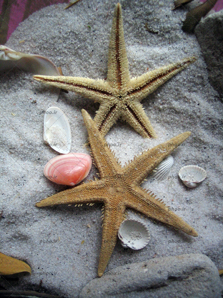 عکس با کیفیت دو ستاره دریایی در کنار صدف های زیبا بر روی ماسه های دریا