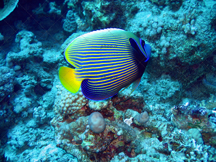 عکس با کیفیت ماهی زیبا به رنگ آبی و زرد با خط های راه راه در کنار صخره ها