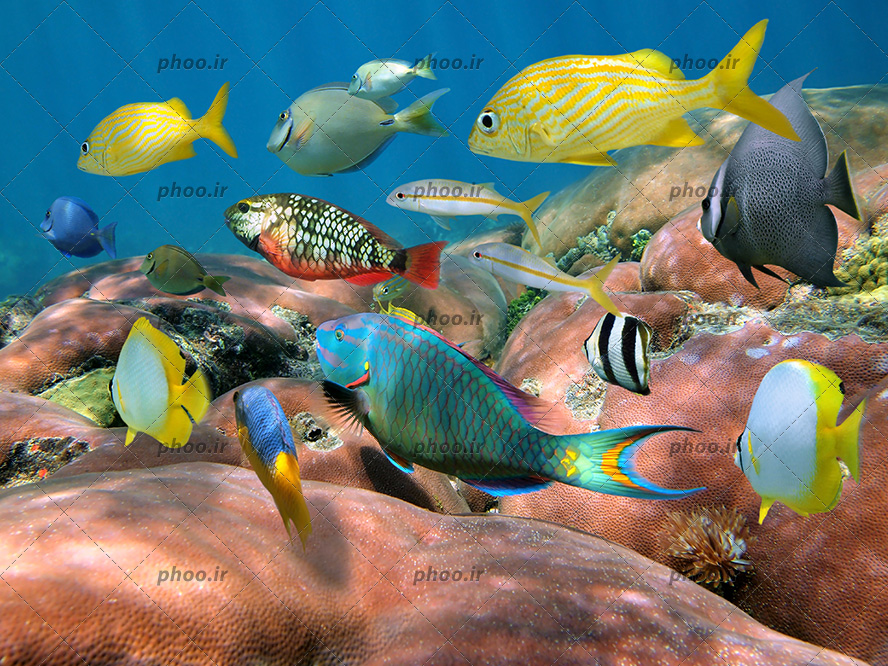 عکس با کیفیت صخره های بزرگ به رنگ قرمز همراه با جلبک و ماهی های گوناگون در حال شنا در آب