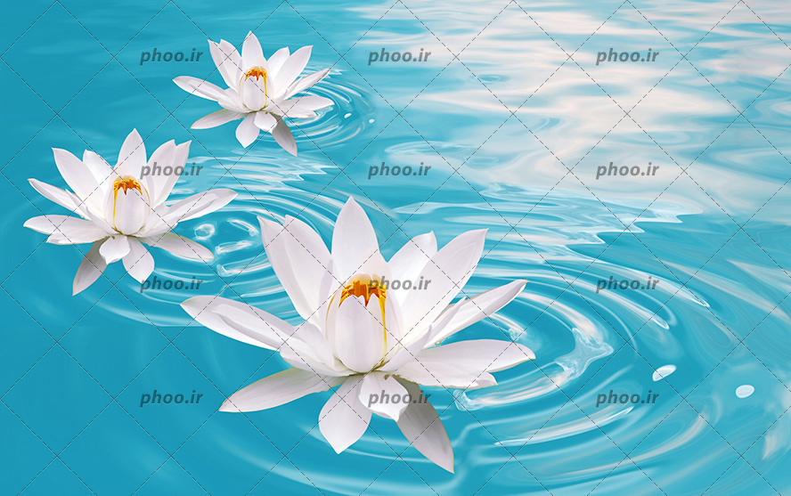 عکس با کیفیت سه نیلوفر آبی به رنگ سفید شناور بر روی آب