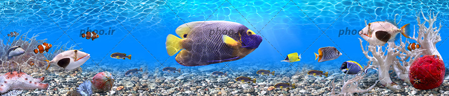 عکس با کیفیت ماهی های مختلف و زیبا در حال شنا به صورت پراکنده در اقیانوس و سنگ های ریز در کف دریا