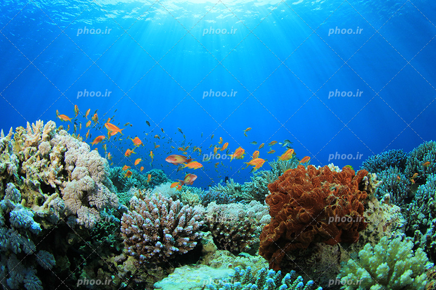 عکس با کیفیت ماهی های کوچک به رنگ قرمز در حال شنا در اقیانوس و ورود پرتو های نور به آب