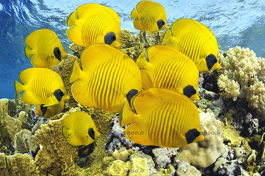 عکس با کیفیت ماهی های زرد و خط های راه راه بر روی بدن درحال شنا در اقیانوس و صخره های مرجانی