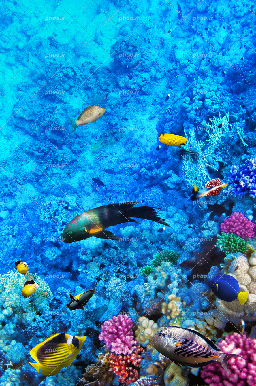 عکس با کیفیت ماهی های زیبا با گونه های مختلف در حال شنا در اقیانوس و صخره های مرجانی کف دریا