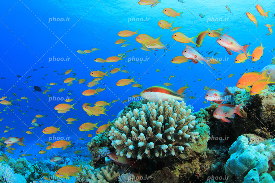 عکس با کیفیت ماهی های زیبا به رنگ نارنجی در حال شنای گروهی در اقیانوس