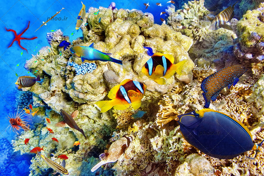 عکس با کیفیت ماهی های زیبا و خوش رنگ در حال تغذیه از گیاهان دریایی و در حال شنا در اقیانوس