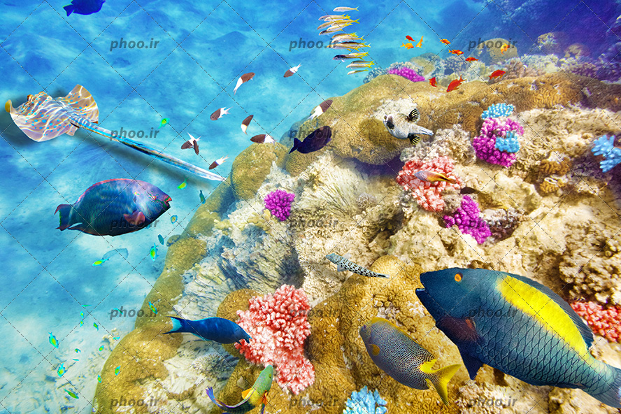عکس با کیفیت سفره ماهی و ماهی های بزرگ زیبا و ماهی های کوچک در حال شنا در کنار صخره مرجانی