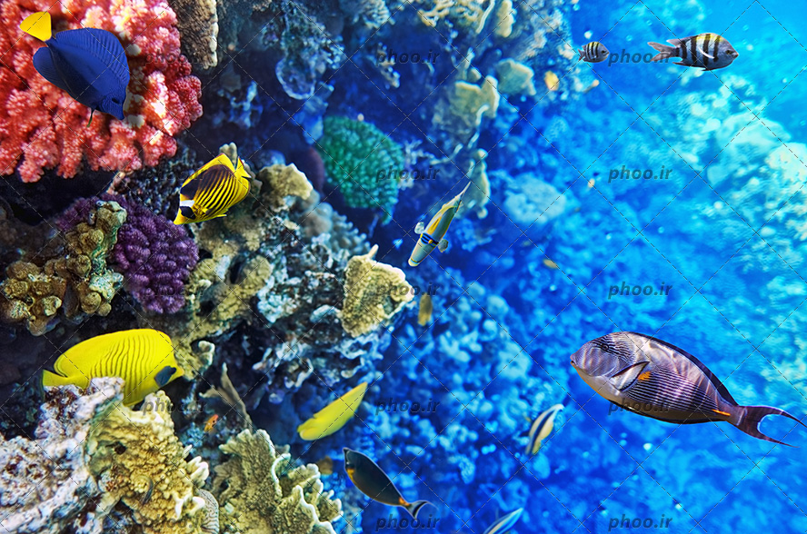 عکس با کیفیت روییده شدن گیاهان دریایی در اطراف صخره های مرجانی و ماهی های رنگارنگ در حال شنا