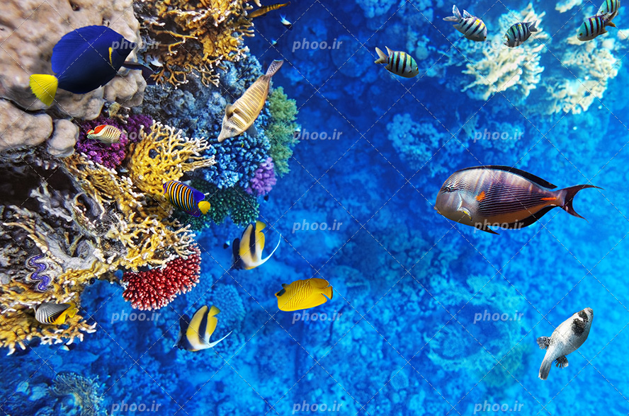 عکس با کیفیت صخره های مرجانی در کف اقیانوس و ماهی های گوناگون در حال شنا در اعماق آب