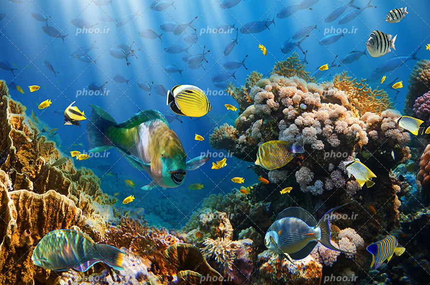 عکس با کیفیت ماهی ها به صورت گروهی در حال شنا و صخره های بزرگ مرجانی در کف اقیانوس و ماهی های خوش رنگ و زیبا در حال شنا