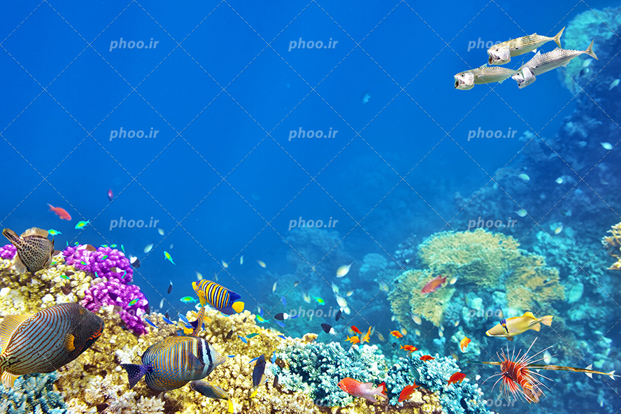 عکس با کیفیت صخره های بزرگ مرجانی در اعماق دریا و ماهی های گوناگون با رنگ های زیبا در حال شنا
