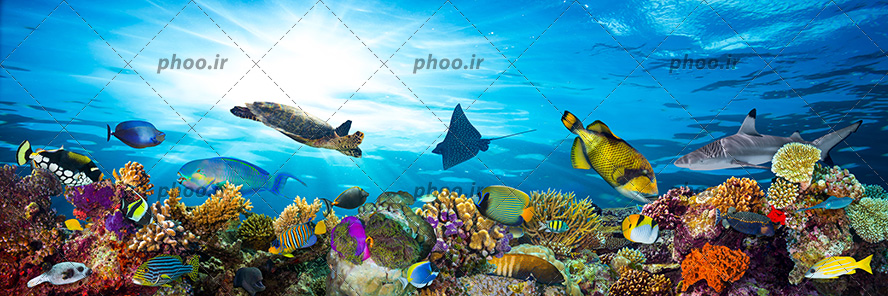 عکس با کیفیت سفره ماهی و لاک پشت و انواع ماهی های زیبا در حال شنا در اقیانوس