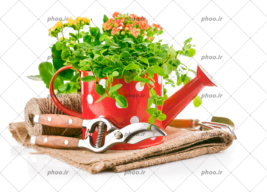 عکس با کیفیت گل زیبا در آبپاش قرمز و قیچی مناسب باغبانی در کنارش و پارچه کنفی
