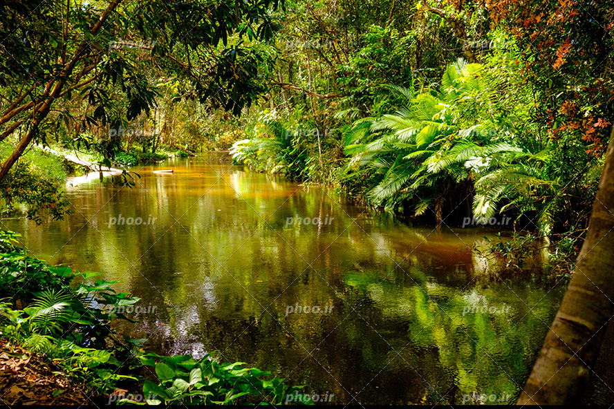 عکس با کیفیت رودخانه با آب زلال در دل جنگل های استوایی سرسبز