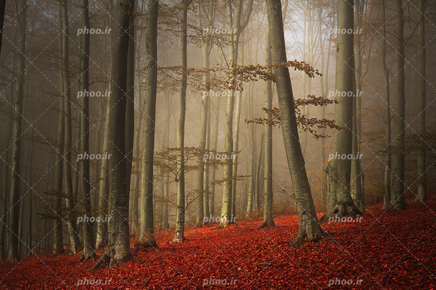 عکس با کیفیت درختان پاییزی زیبا در کنار یکدیگر و پوشیده شدن زمین با برگ های قرمز زیبا