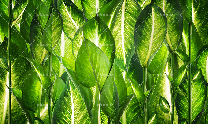 عکس با کیفیت برگ های سبز بزرگ چیده شده در کنار یکدیگر