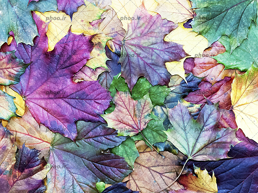 عکس با کیفیت برگ های پاییزی زیبا به رنگ بنفش و زرد و سبز و قهوه ای در کنار یکدیگر به شکل نامنظم