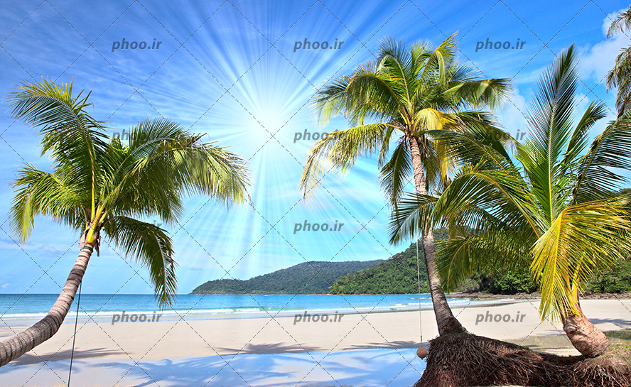 عکس با کیفیت درخت نارگیل در جزیزه زیبا و خورشید در حال تابیدن