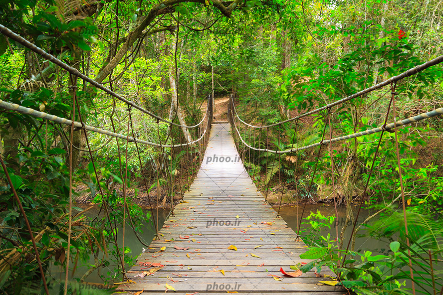 عکس با کیفیت پل چوبی وصل به طناب در وسط جنگل سرسبز