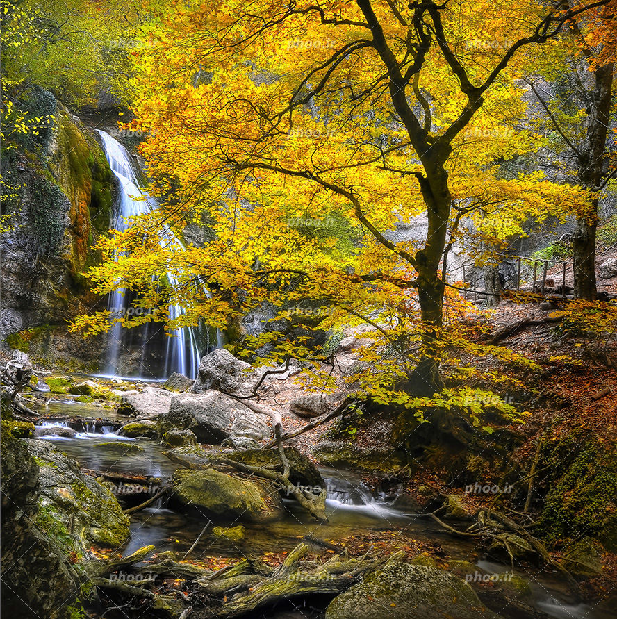 عکس با کیفیت درخت زیبا در کنار رودخانه و برگ های درخت به رنگ زرد