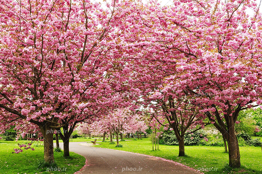 عکس با کیفیت درختان با شکوفه های صورتی و جاده باریک در بین درختان و زمین پوشیده از چمن