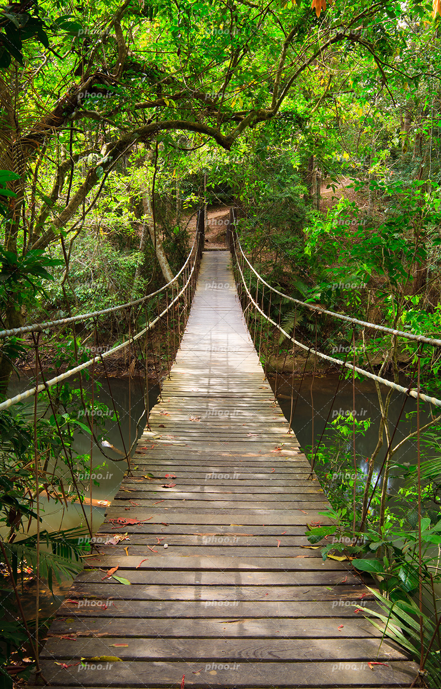 عکس با کیفیت پل چوبی بر روی رودخانه و ساخته شده در لا به لابه درختان سرسبز جنگل