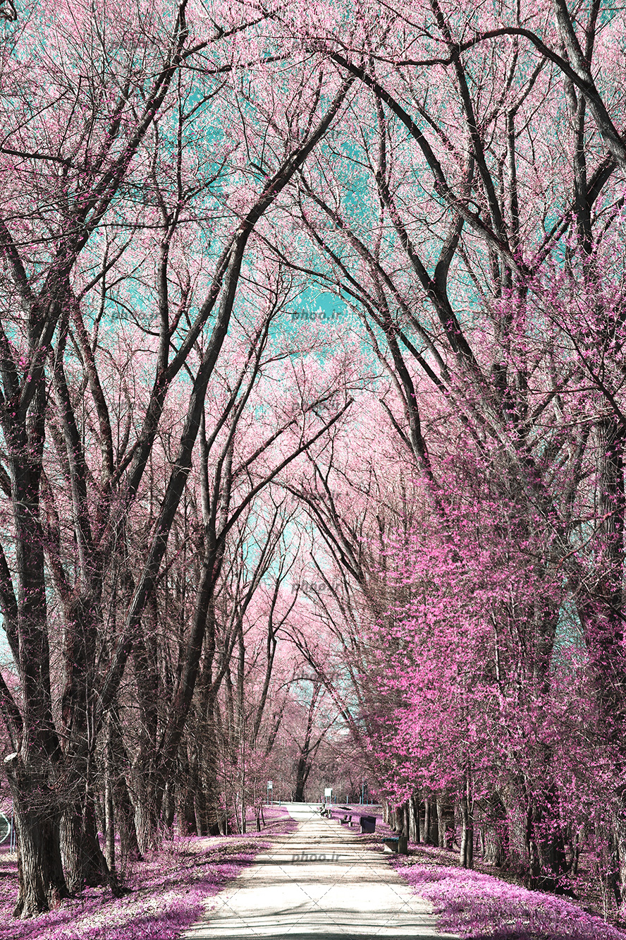عکس با کیفیت درختان مرتفع با شکوفه های صورتی زیبا و جاده باریک در بین درختان و نیمکت های چوبی در کنار جاده