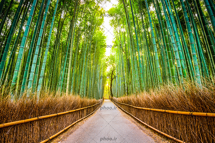 عکس با کیفیت جاده ی باریک در بین درختان زیبای بامبو