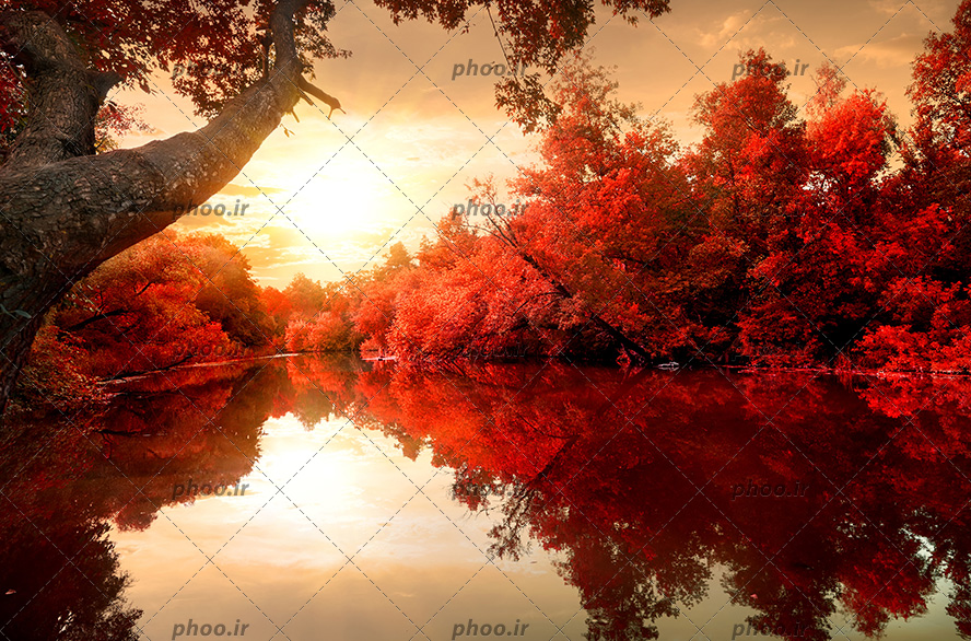 عکس با کیفیت انعکاس تصویر درختان زیبا به رنگ قرمز در آب دریاچه