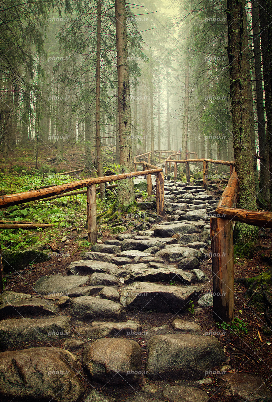 عکس با کیفیت سنگ های چیده شده در کنار یک دیگر به شکل جاده و محافظ های چوبی در اطراف و جنگل با درختان سبز و بلند و هوای مه گرفته