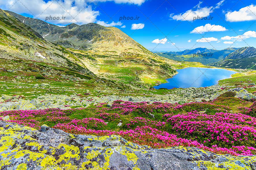 عکس با کیفیت دریاچه زیبا در پایین دامنه کوه ها و روییدن گل های زیبا به رنگ بنفش بر روی دامنه کوه ها