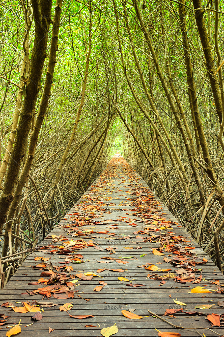 عکس با کیفیت شاخه های درختان خشک گره خورده در هم و شبیه به تونل و پل چوبی در وسط و برگ های پاییزی بر روی پل