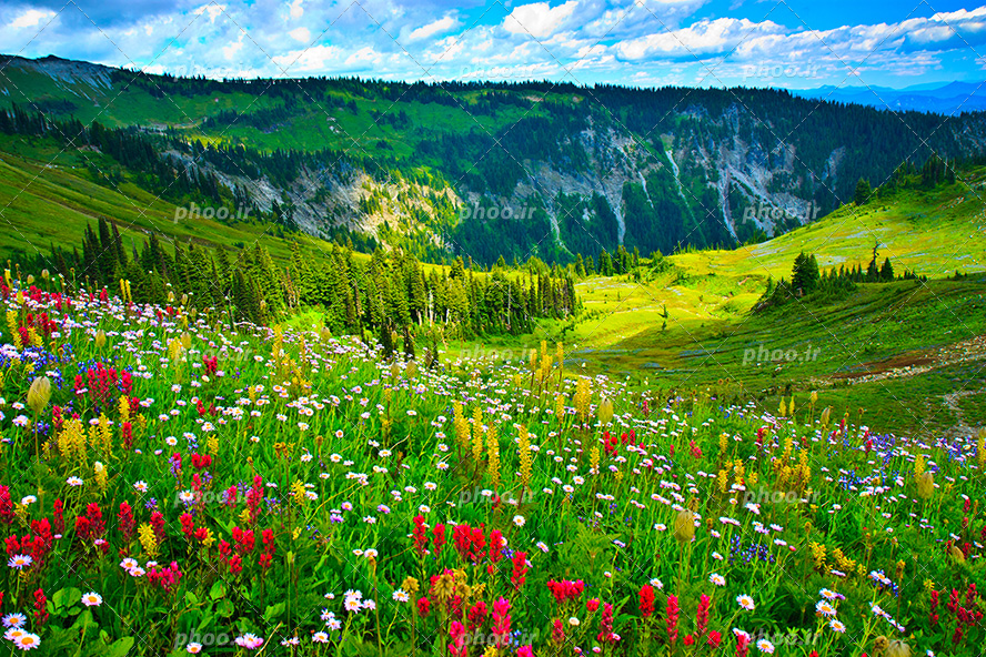 عکس با کیفیت دشت سرسبز با گل های زیبای خوش رنگ و درختان سبز در بالای کوه |  عکس با کیفیت و تصاویر استوک حرفه ای