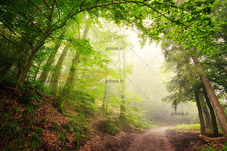 عکس با کیفیت درختان سبز گره خوره در هم به شکل تونل و پرتو های نور و جاده ی خاکی در وسط جنگل