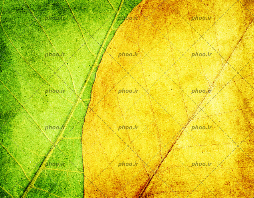 عکس با کیفیت دو برگ زرد و سبز از نمای نزدیک