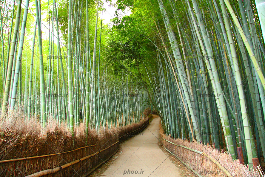 عکس با کیفیت درختان سبز بامبو در هر دو طرف راهی باریک