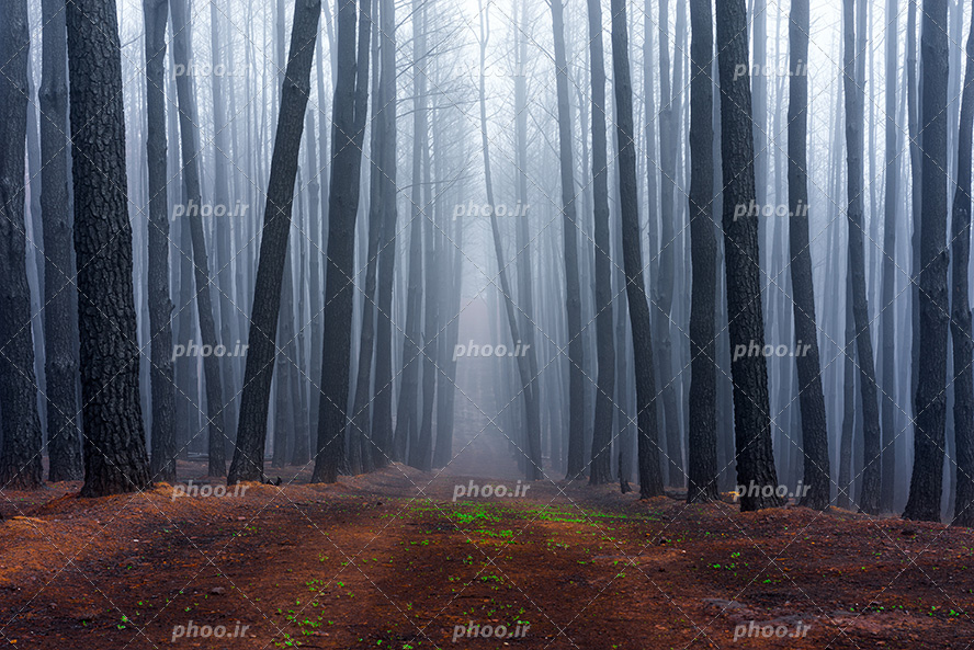 عکس با کیفیت جنگل مه گرفته با درختان بلند و در کنار یکدیگر و رنگ خاک ها به رنگ قرمز