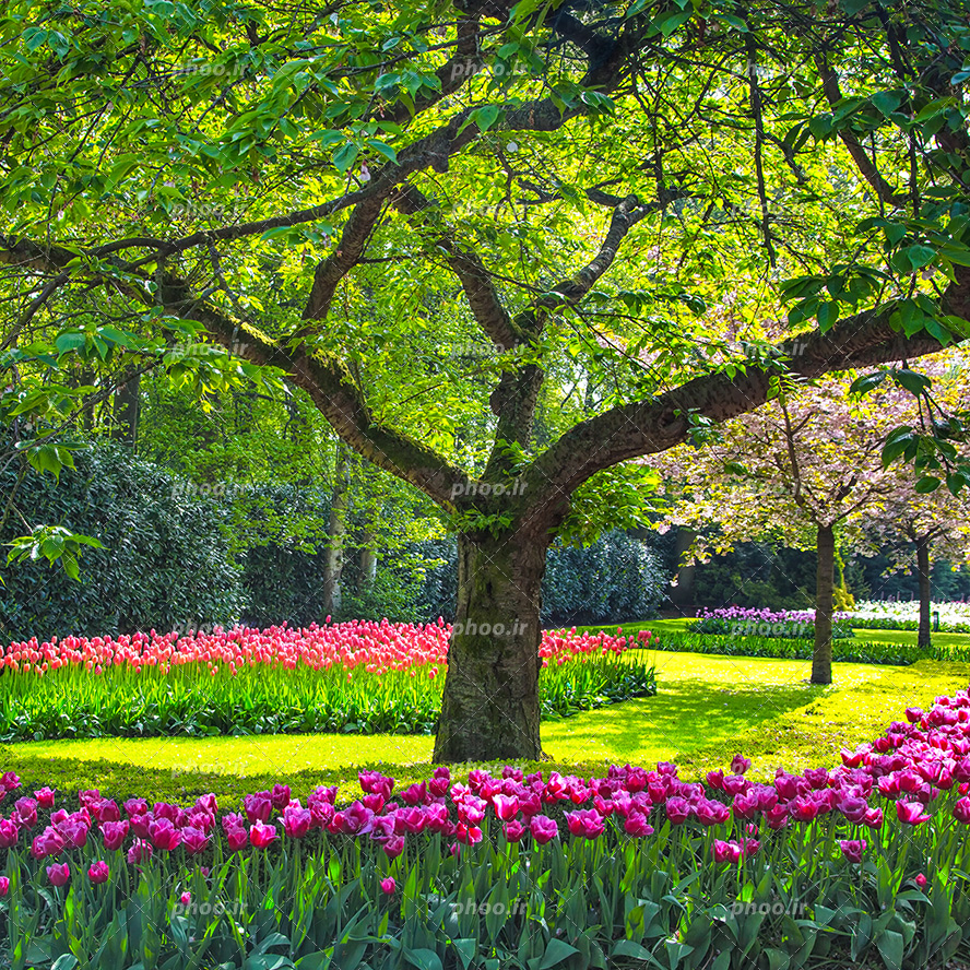عکس با کیفیت پارک سرسبز با گل های لاله ی زیبا در کنار درخت