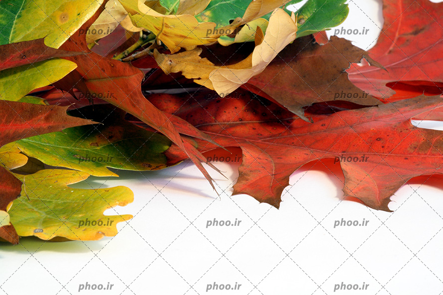 عکس با کیفیت برگ های پاییزی با رنگ های زیبا بر روی یکدیگر در پس زمینه سفید