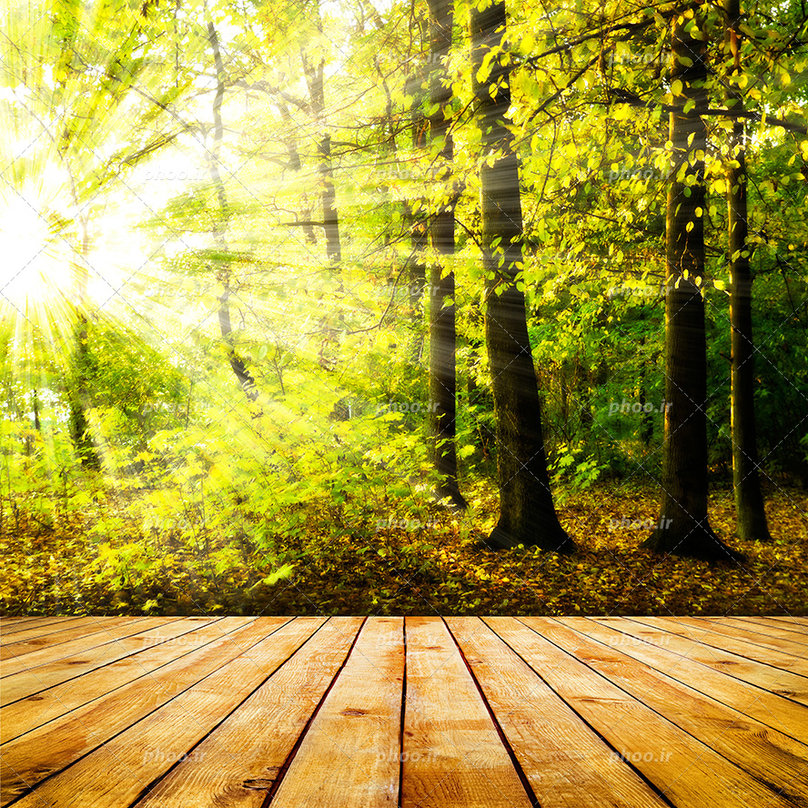 عکس با کیفیت درختان سرسبز و پرتوی نور در لا به لای شاخه های درختان و قسمتی از زمین به شکل نیمکت چوبی