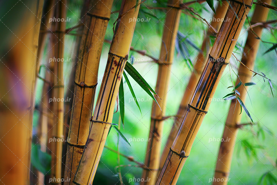 عکس با کیفیت تنه ی درختان بامبو از نمای نزدیک همراه با برگ