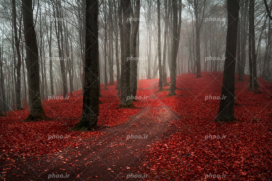 عکس با کیفیت جنگل پر از درختان بی برگ و برگ های قرمز ریخته شده بر روی زمین